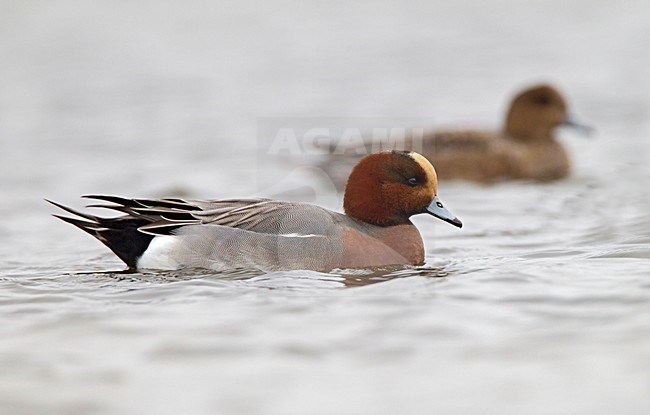 Mannetje Smient, Eurasian Wigeon male stock-image by Agami/Roy de Haas,