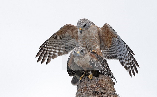 Red-shouldered Hawk (Buteo lineatus extimus) two adults mating on top of a palm tree in Everglades NP, Florida, USA stock-image by Agami/Helge Sorensen,