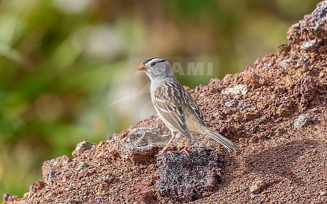 'Gambell's' White-crowned Sparrow (Zonotrichia leucophrys gambellii), adult, Middle Fields near the pink house, Corvo, Portugal. stock-image by Agami/Vincent Legrand,