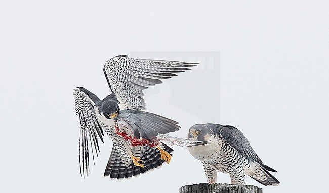 Peregrine (Falco peregrinus) Canada January 2017 stock-image by Agami/Markus Varesvuo,