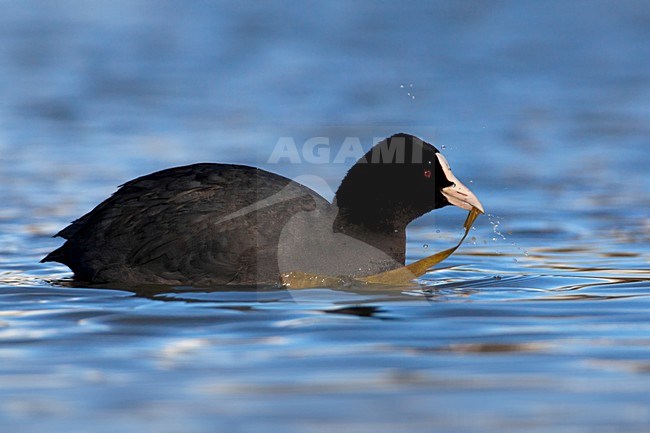 Meerkoet met waterplant; Eurasian Coot with water plant stock-image by Agami/Daniele Occhiato,