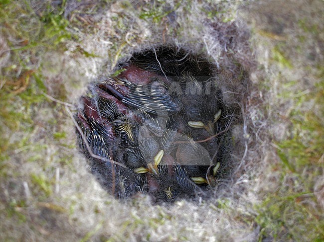 Coal Tit  (Parus ater ssp. britannicus) nest with pulli stock-image by Agami/Andy & Gill Swash ,