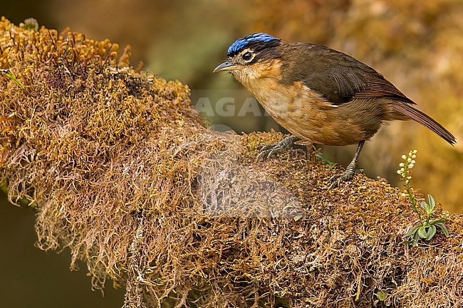 Blue-capped Ifrita (Ifrita kowaldi) Perched on a branch in Papua New Guinea stock-image by Agami/Dubi Shapiro,