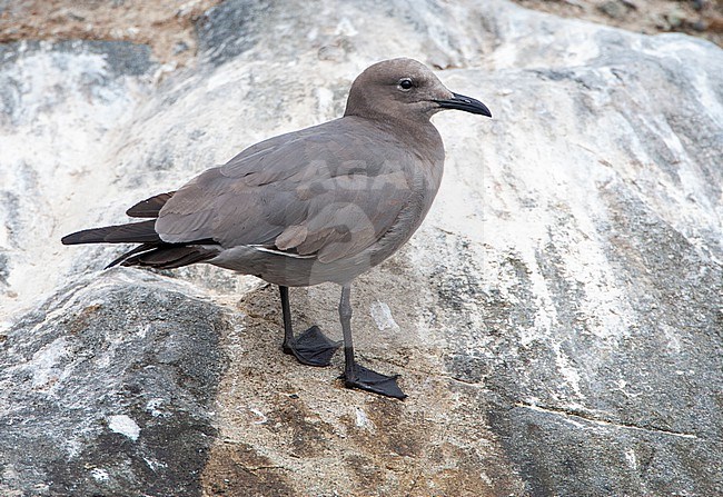 Subadult Grey gull (Leucophaeus modestus) at the coast of Peru. Also known as garuma gull. Standing in a harbour. stock-image by Agami/Marc Guyt,