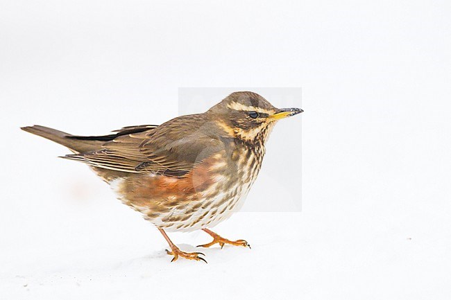 Redwing, Turdus iliacus perched in the snow seen from right side bird more alert stock-image by Agami/Menno van Duijn,