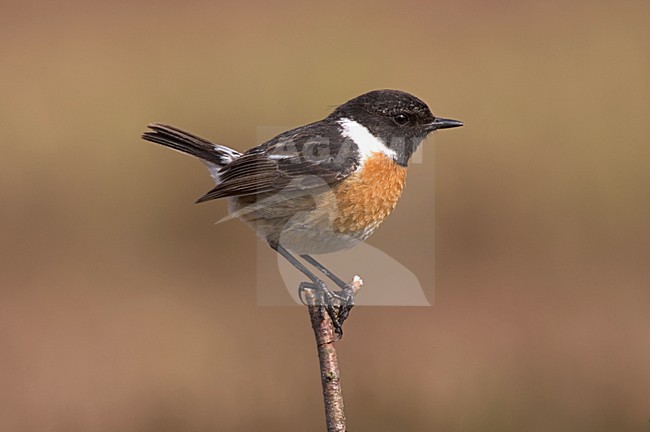 European Stonechat male perched; Roodborsttapuit man zittend stock-image by Agami/Marc Guyt,