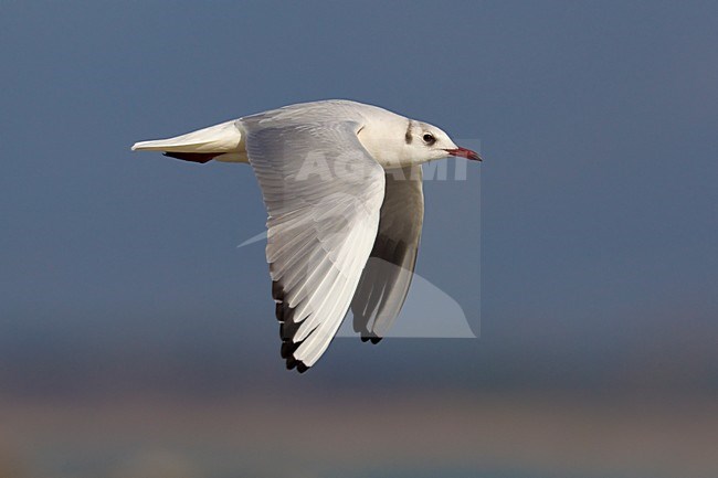 Volwassen Kokmeeuw in winterkleed in de vlucht; Adult winter Black-headed Gull in flight stock-image by Agami/Daniele Occhiato,