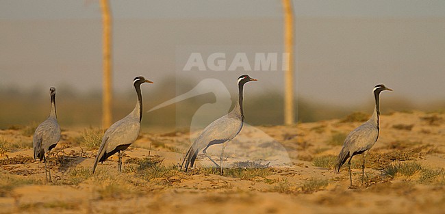 Demoiselle Crane - Jungfernkranich - Grus virgo stock-image by Agami/Ralph Martin,