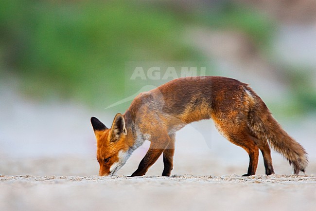 Vos, Red fox, Vulpes vulpes stock-image by Agami/Menno van Duijn,