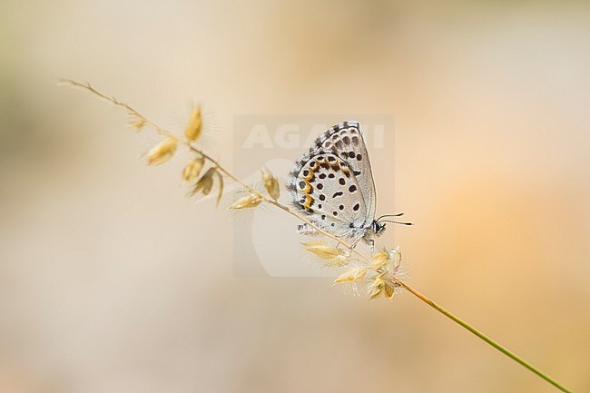 Vetkruidblauwtje, Chequered Blue stock-image by Agami/Iolente Navarro,