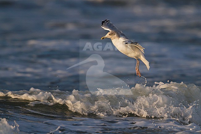 Herring Gull - Silbermöwe - Larus argentatus, Germany, 4th Winter stock-image by Agami/Ralph Martin,