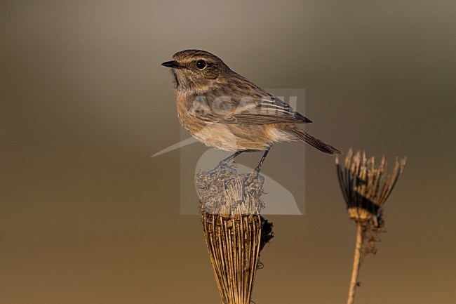 Winterkleed Roodborsttapuit; European Stonechat winterplumage stock-image by Agami/Daniele Occhiato,