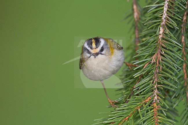 Firecrest - Sommergoldhähnchen - Regulus ignicapilla ssp. ignicapilla, Germany stock-image by Agami/Ralph Martin,