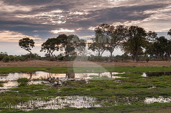 A landscape of silhouetted trees and fresh grasses in an Okavango delta swamp at twilight. Khwai Concession Area, Okavango, Botswana. stock-image by Agami/Sergio Pitamitz,