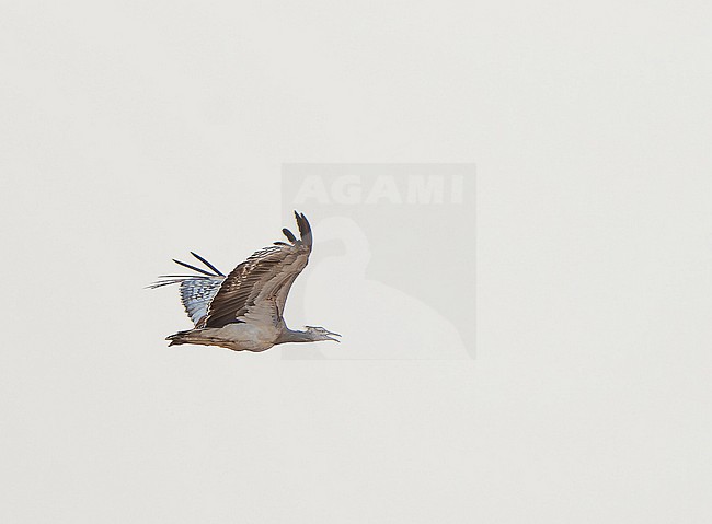 Arabian Bustard, Ardeotis arabs, in flight. stock-image by Agami/Dani Lopez-Velasco,