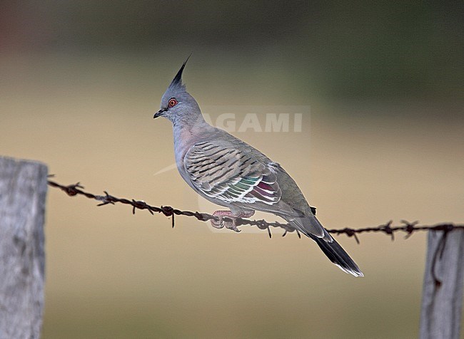Crested Pigeon (Ocyphaps lophotes lophotes) adult perched on a wire fence stock-image by Agami/Andy & Gill Swash ,