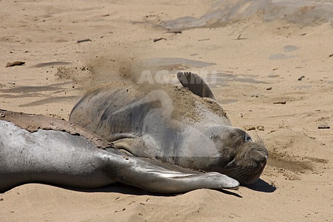 Noordelijke Zeeolifant zandbad nemend; Northern Elephant Seal taking a sandbath stock-image by Agami/Martijn Verdoes,