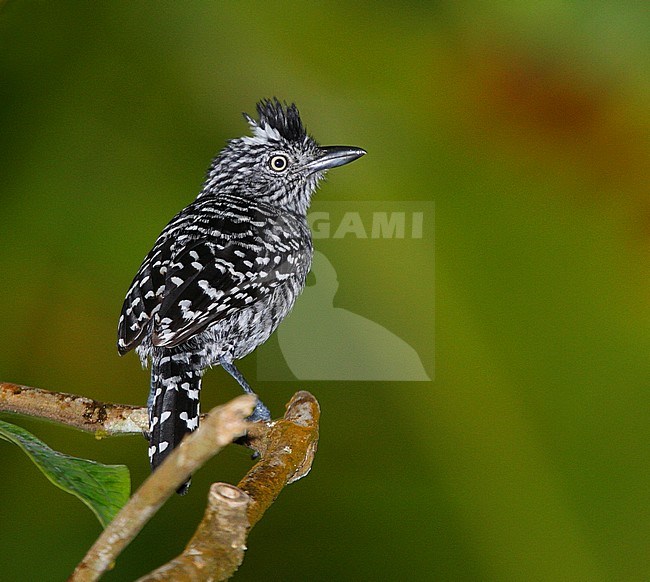 Barred Antshrike (Thamnophilus doliatus) male perched stock-image by Agami/Greg & Yvonne Dean,