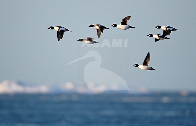 Groep Brilduikers in de vlucht; Group of Common Goldeneyes in flight stock-image by Agami/Markus Varesvuo,