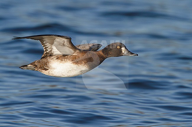Lesser Scaup (Aythya affinis) flying in Victoria, BC, Canada. stock-image by Agami/Glenn Bartley,