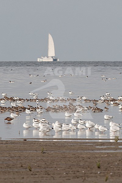 Grote groepen vogels in Westhoek; Bird flocks at Westhoek stock-image by Agami/Marc Guyt,