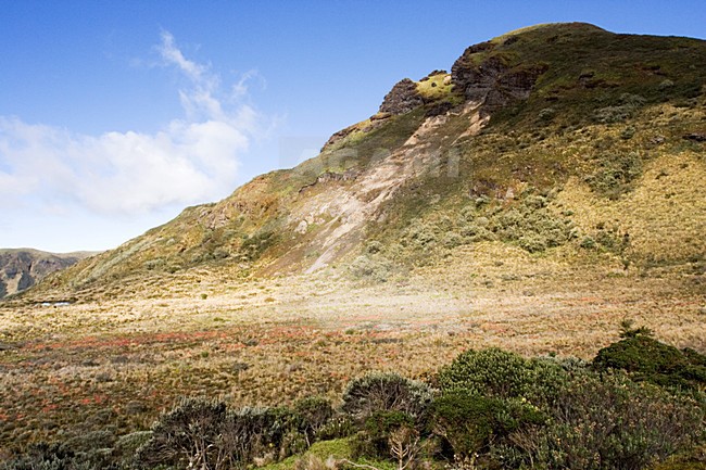 Papallacta Pass Ecuador stock-image by Agami/Marc Guyt,