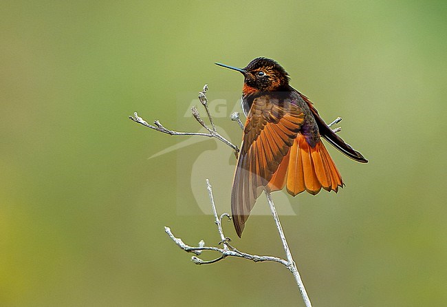 White-tufted sunbeam (Aglaeactis castelnaudii) in Central Peru. stock-image by Agami/Dani Lopez-Velasco,