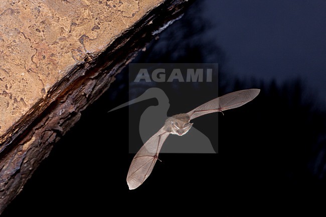 Gewone grootoorvleermuis vliegend, Brown long-eared bat flying stock-image by Agami/Theo Douma,