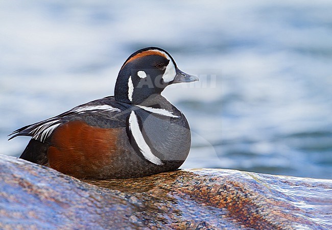 Harlequin Duck (Histrionicus histrionicus) adult male perched on rocks near water stock-image by Agami/Dubi Shapiro,