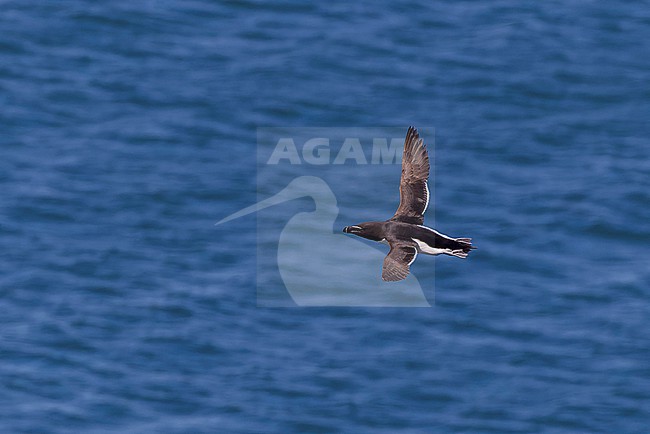 Razorbill (Alca torda) near the breeding colony site. stock-image by Agami/David Monticelli,