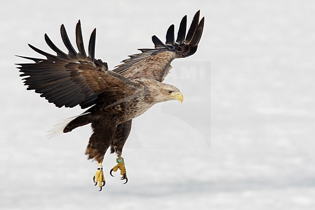 Zeearend adult landend; White-tailed Eagle adult landing stock-image by Agami/Markus Varesvuo,
