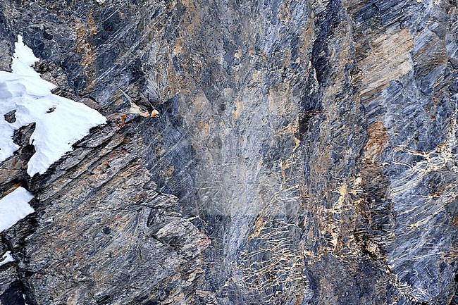 Bearded Vulture (Gypaetus barbatus), aka Lammergeier, adult flying across a colourful cliff in Switzerland stock-image by Agami/Tomas Grim,