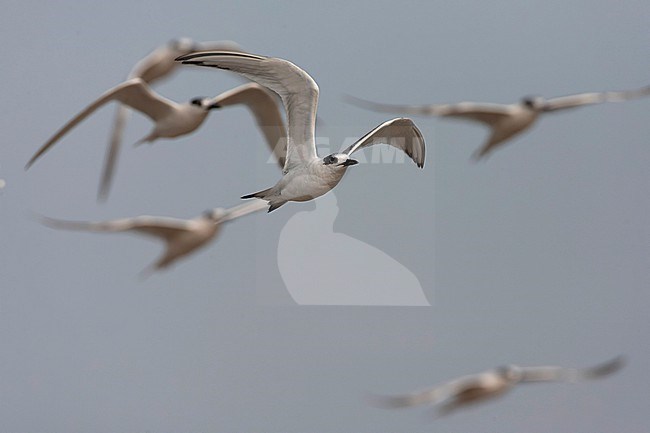 Sandwich Tern (Thalasseus sandvicensis) along the North sea coast during autumn migration in the Netherlands. stock-image by Agami/Marc Guyt,