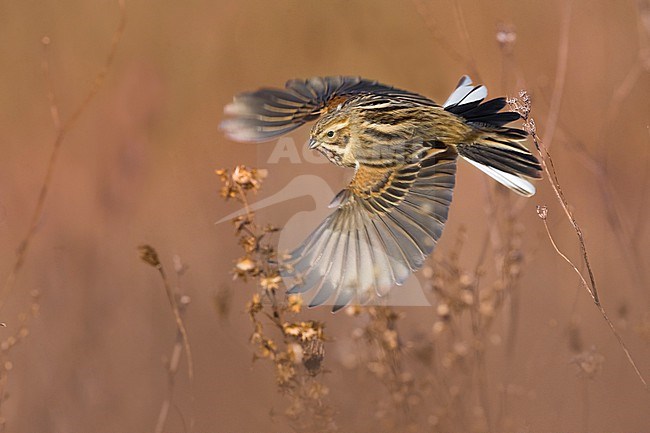 Wintering Common reed bunting (Emberiza schoeniclus) in Italy. stock-image by Agami/Daniele Occhiato,