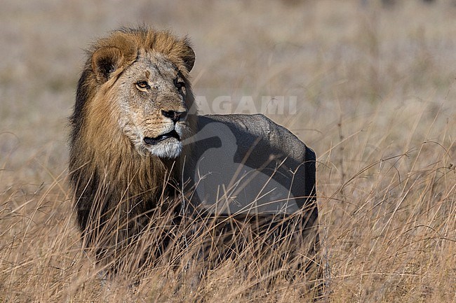 Portrait of a male lion, Panthera leo. Savuti, Chobe National Park, Botswana stock-image by Agami/Sergio Pitamitz,