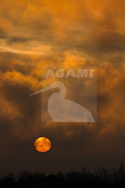 Sunrise with clouds and geese stock-image by Agami/Menno van Duijn,