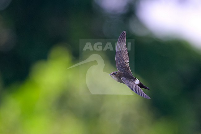 House Swift, Apus nipalensis, in Nakhon Ratchasima, Thailand. stock-image by Agami/Sylvain Reyt,