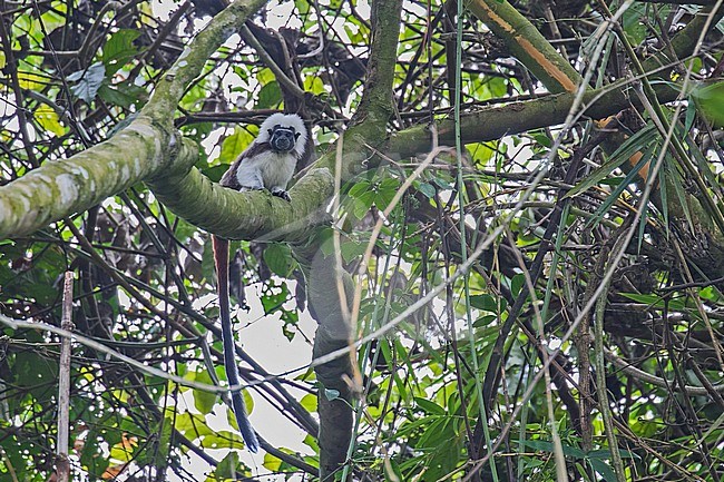 Cotton-top Tamarin (Saguinus oedipus) in Colombia. One of the smallest primates. Critically endangered and is one of the rarest primates in the world. stock-image by Agami/Pete Morris,