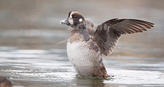Harlequin Duck (Histrionicus histrionicus) adult female wings spread stock-image by Agami/Ian Davies,