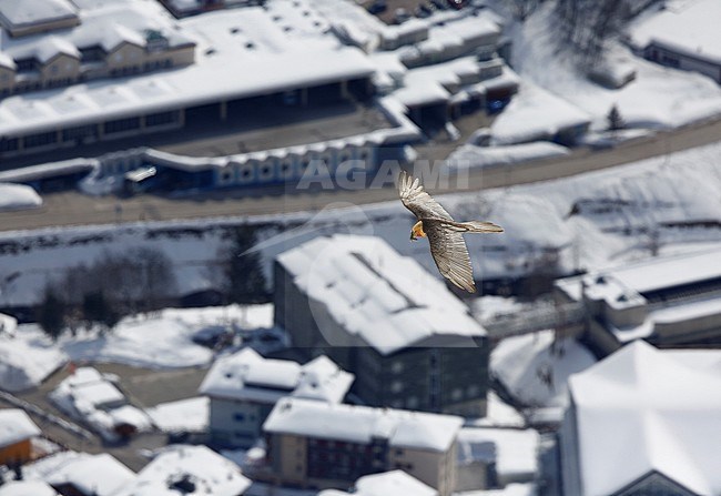 Bearded Vulture (Gypaetus barbatus) gliding in the sky in the high Alps mountains, Gemmipass in Switzerland. Gliding over an Alp village as background. stock-image by Agami/Chris van Rijswijk,