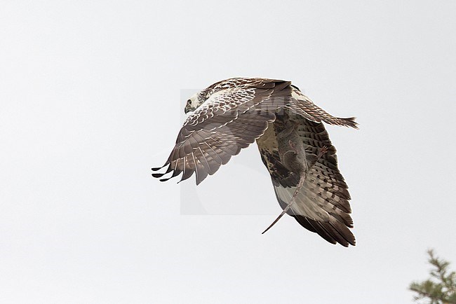 A very white plumaged Common Buzzard is seen taking a Brown Rat. stock-image by Agami/Jacob Garvelink,