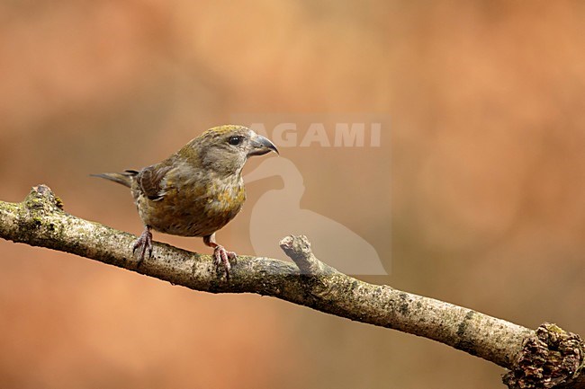 Kruisbek hangend aan tak; Red Crossbill hanging on pearch; Fichtenkreuzschnabel; Loxia curvirostra stock-image by Agami/Walter Soestbergen,