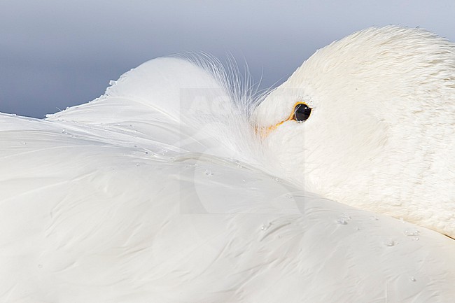 Whooper Swan (Cygnus cygnus) in winter surronding. stock-image by Agami/Marcel Burkhardt,
