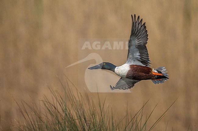 Vliegend mannetje Slobeend; Northern Shoveler male in flight stock-image by Agami/Daniele Occhiato,