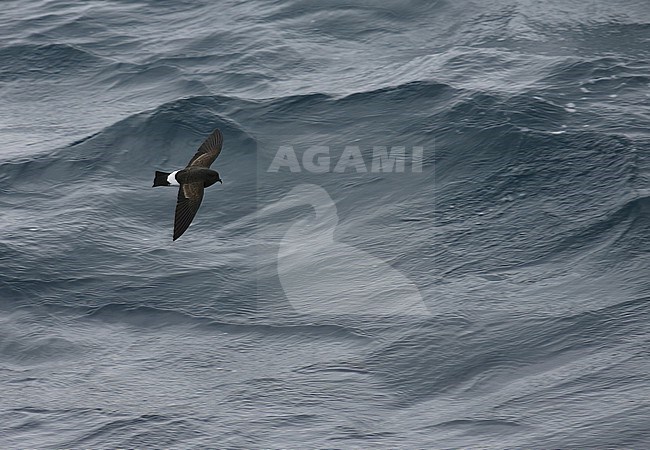 Black-bellied Storm Petrel (Fregetta tropica) at sea in the southern Atlantic ocean. stock-image by Agami/Marc Guyt,