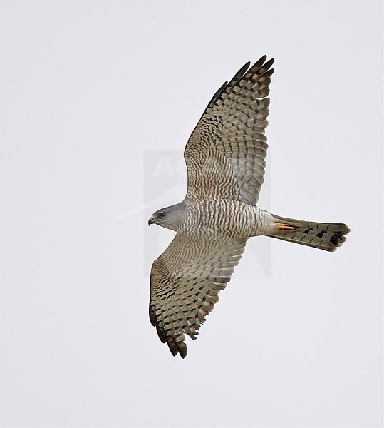 Migrating Levant Sparrowhawk (Accipiter brevipes) stock-image by Agami/Michael McKee,