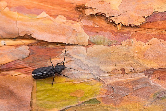 Asemum striatum - Black spruce borer - Düsterbock, Russia (Baikal), imago stock-image by Agami/Ralph Martin,