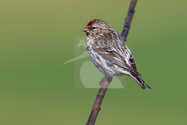 Adult Greenland Mealy Redpoll (Acanthis flammea rostrata) perched on a twig in Iceland. stock-image by Agami/Daniele Occhiato,