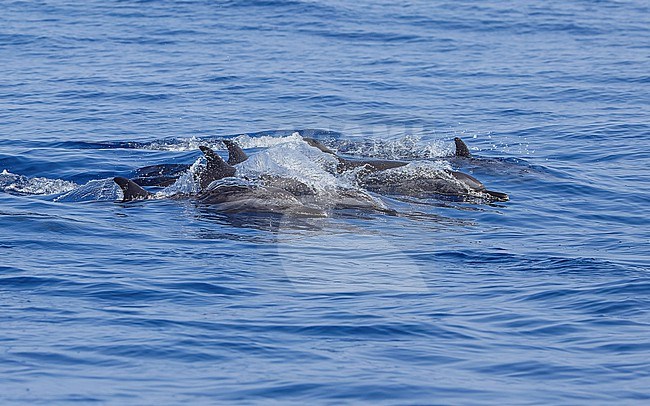 Spinner Dolphins (Stenella longirostris) together taking advantage of a wave. stock-image by Agami/Lennart Verheuvel,