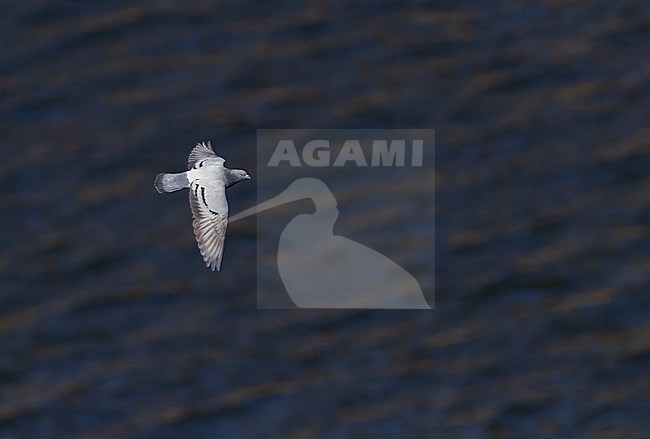 Rock Dove (Columba livia) flying over a river in Monfragüe national park, Extremadura, Spain. Seen from above. stock-image by Agami/Marc Guyt,